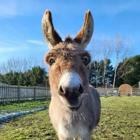Budel comedor de jumento